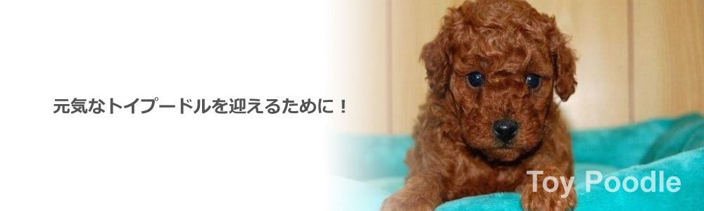 ブリーダーおすすめトイプードル